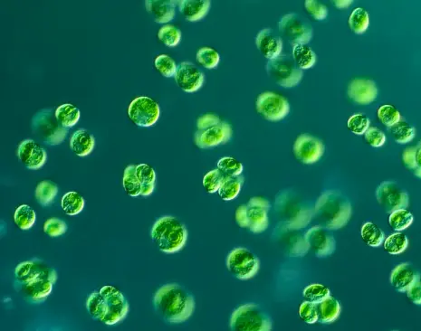  Chlorella