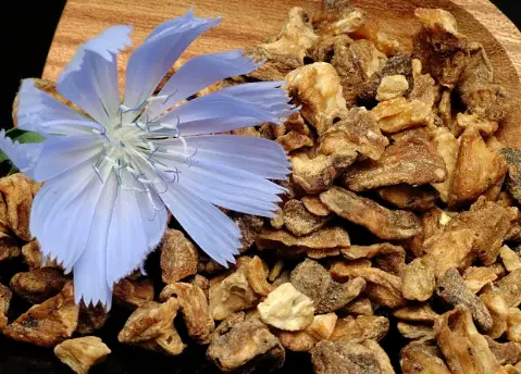 Chicory Root Chicory Root