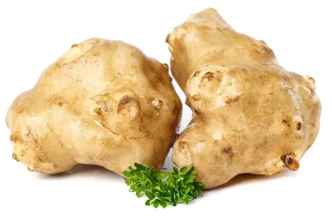 Jerusalem Artichoke Jerusalem Artichoke