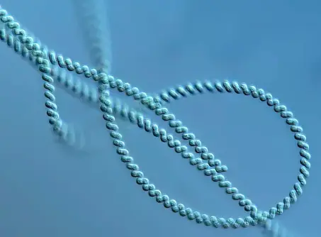 blue-green algae