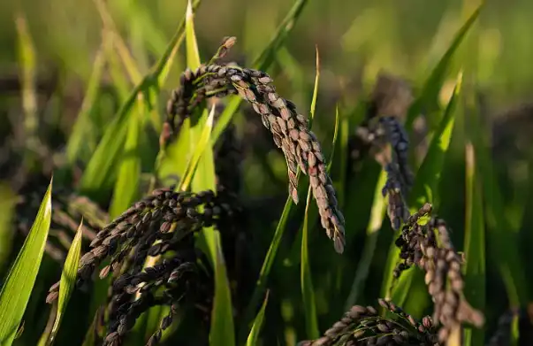 Black Rice Extract Powder