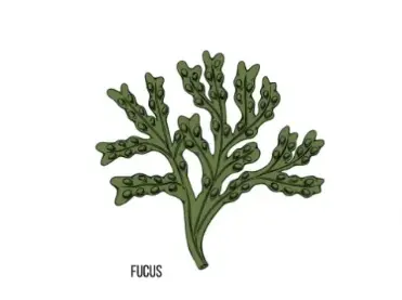 Fucoidan Powder Fucoidan Powder