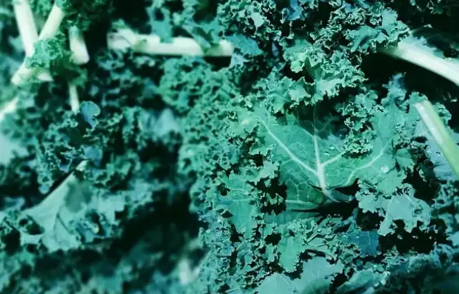 Organic Kale Powder Organic Kale Powder