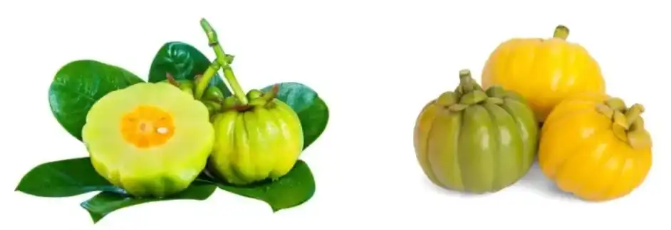 hydroxycitric acid hydroxycitric acid