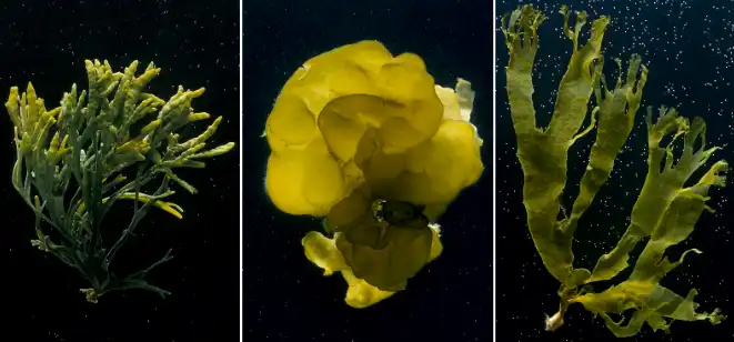 brown seaweed extract