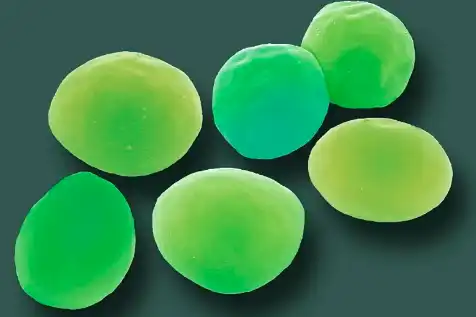 chlorella growth factor