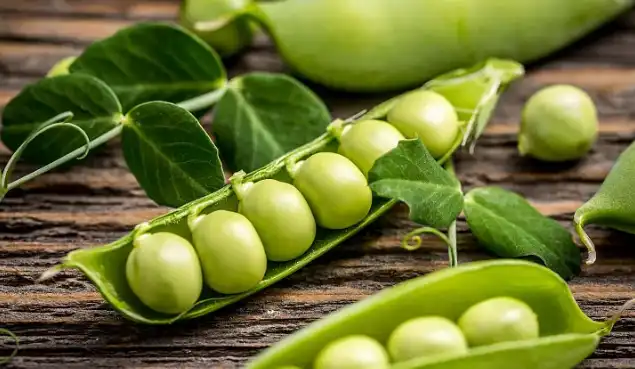 Pea Protein