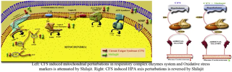 Shilajit Extract Powder