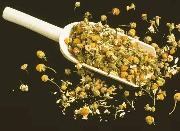 Chamomile Extract Powder