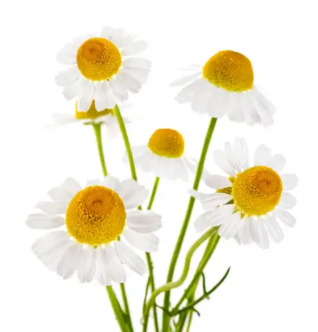 Chamomile Extract Powder