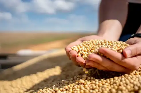 beta sitosterol beta sitosterol