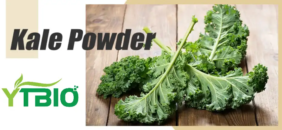 bulk kale powder bulk kale powder