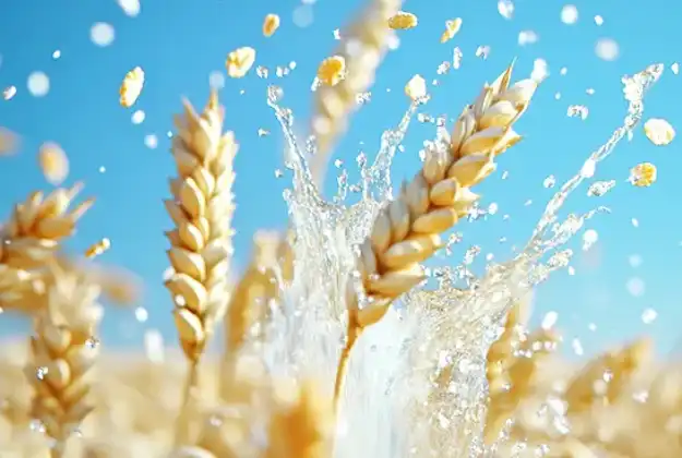 oat extract powder oat extract powder