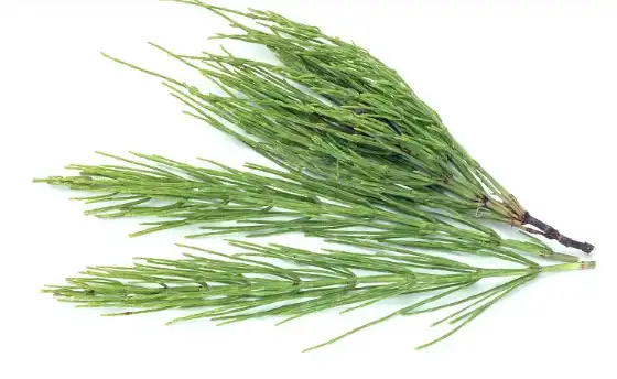 Horsetail Extract Powder 