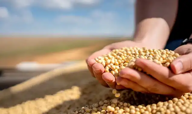 Phosphatidylcholine Powder