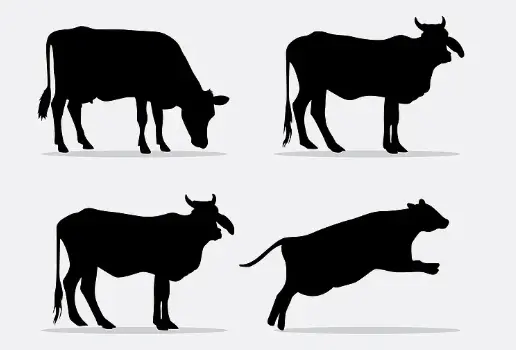 Hydrolyzed Bovine Collagen Protein Hydrolyzed Bovine Collagen Protein