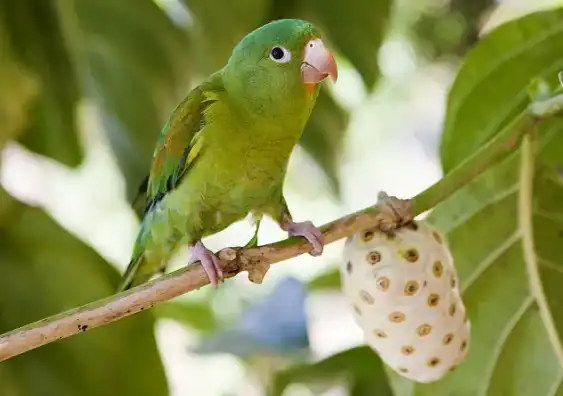 Noni Fruit Powder in Bulk Noni Fruit Powder in Bulk