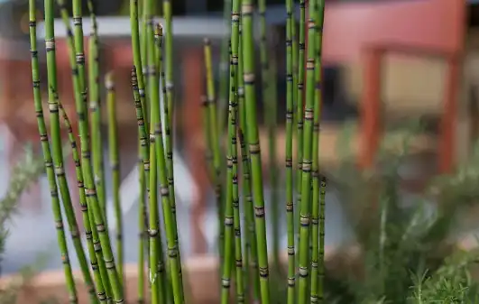 Horsetail Extract Powder Horsetail Extract Powder