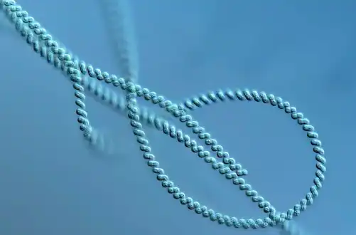 Phycocyanin Phycocyanin