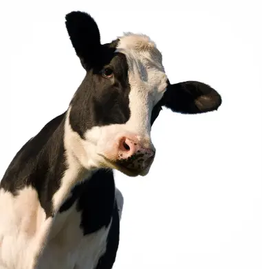 Bulk Lactoferrin Powder