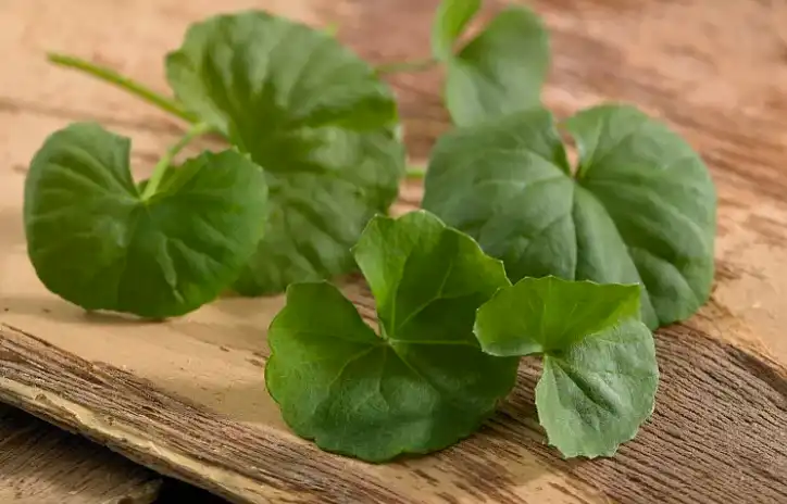 Centella Asiatica Extract Powder