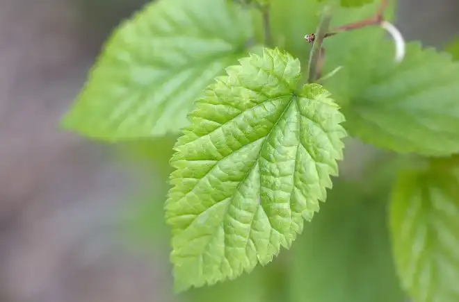 Bulk Mulberry Leaf Powder