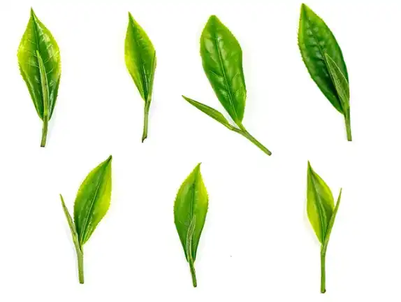 Tea Polyphenols Tea Polyphenols