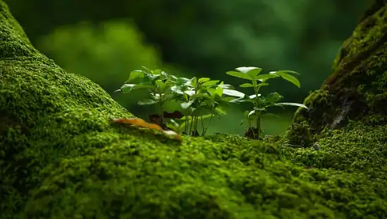 Fulvic acid Fulvic acid