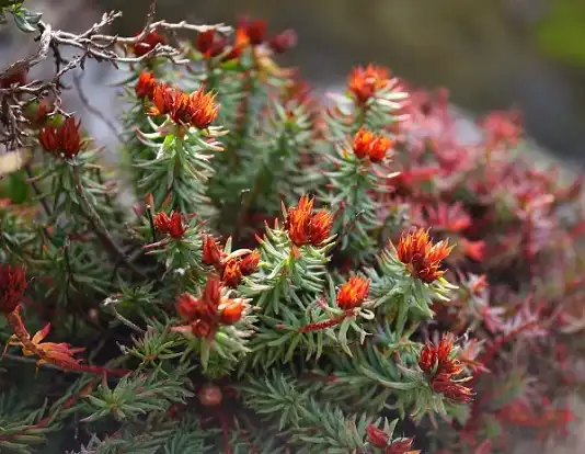 Rhodiola rosea extract rhodioside