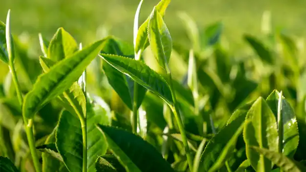 green tea extract