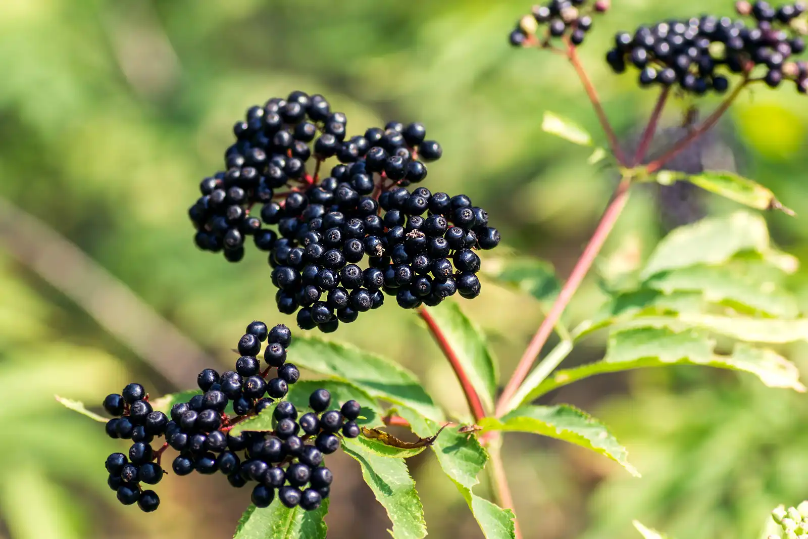 elderberry extract