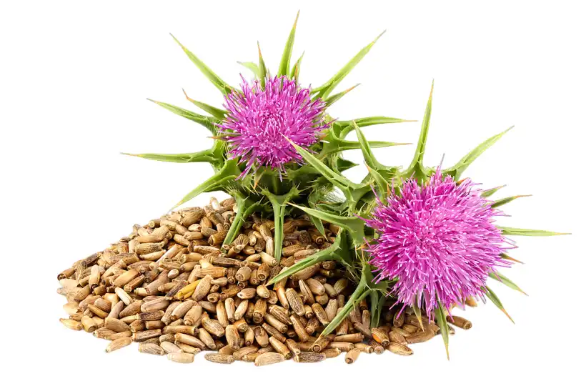 Milk Thistle Extract