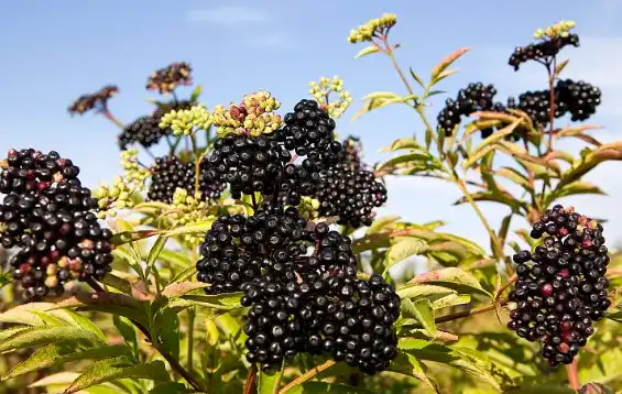 elderberry extract elderberry extract