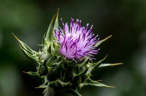Milk Thistle Extract Milk Thistle Extract