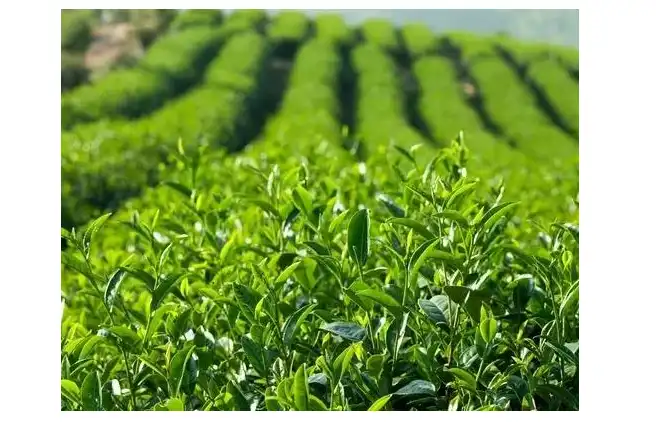 Tea Polyphenols Tea Polyphenols