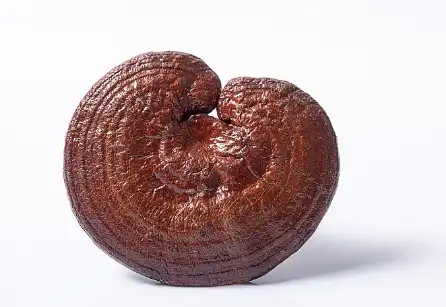 Reishi Mushroom Extract