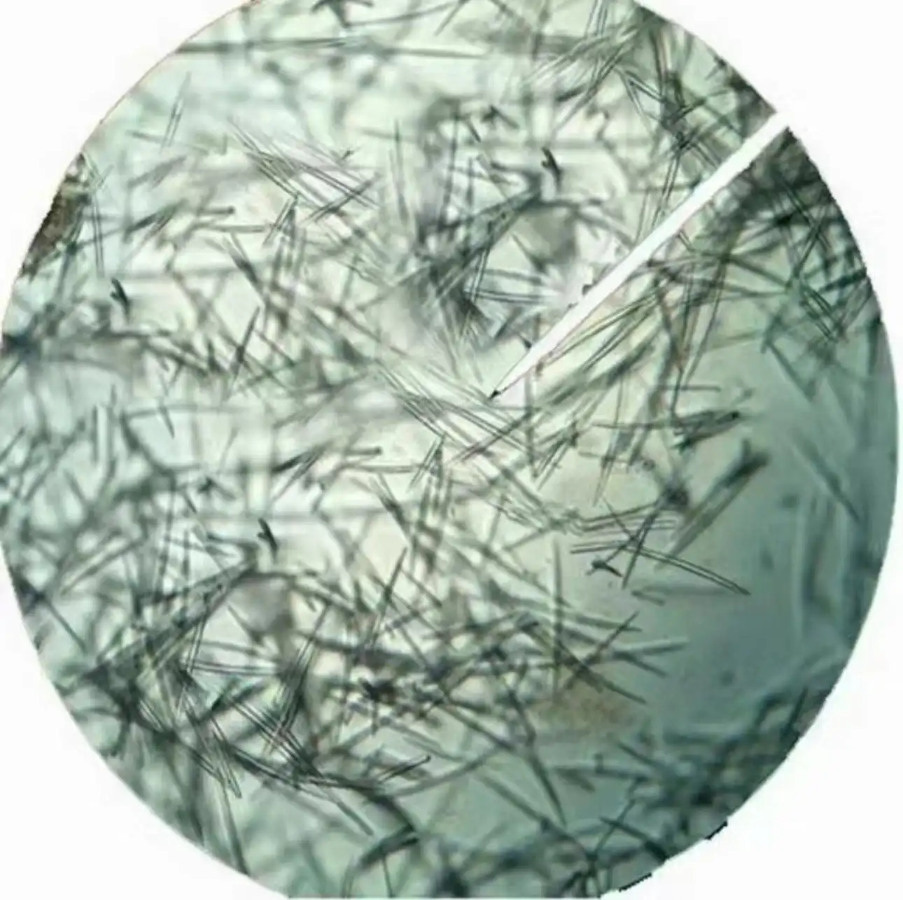 Algae Peeling Algae Peeling