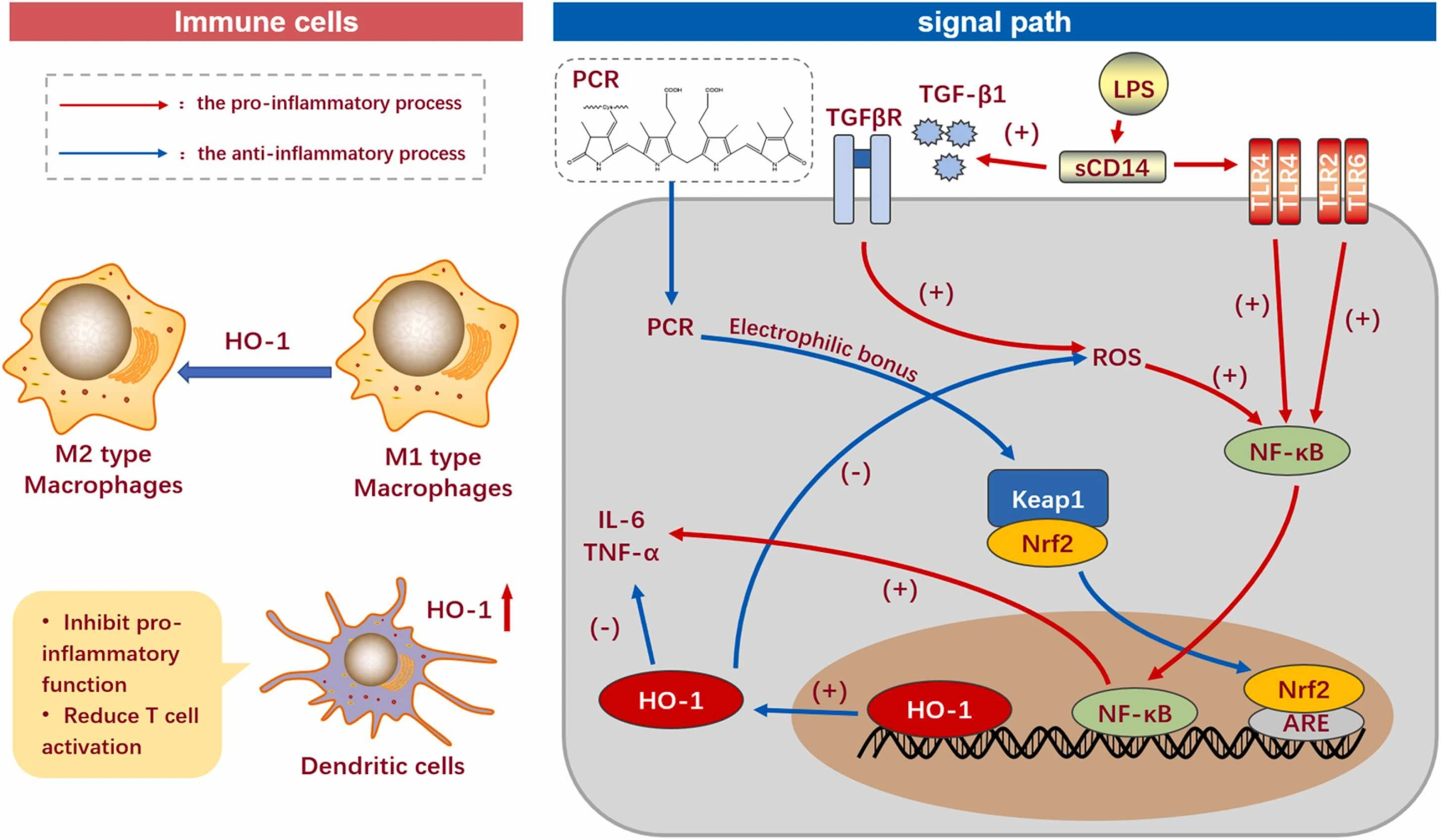Phycocyanin Powder Phycocyanin Powder