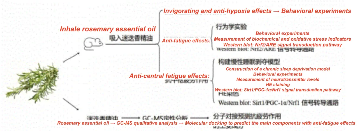 Pure Rosemary Essential Oil Pure Rosemary Essential Oil
