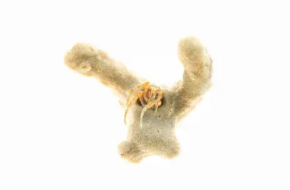 Algae Peeling Algae Peeling