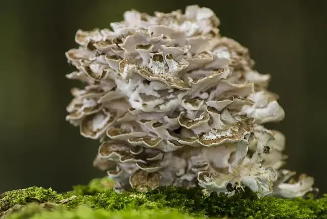 Maitake Mushroom Extract Powder Maitake Mushroom Extract Powder