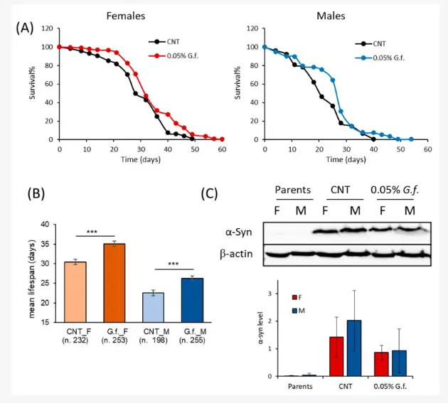 Maitake Mushroom Extract Powder