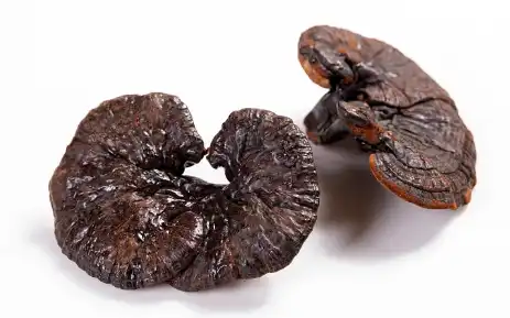 Reishi Mushroom Extract Reishi Mushroom Extract