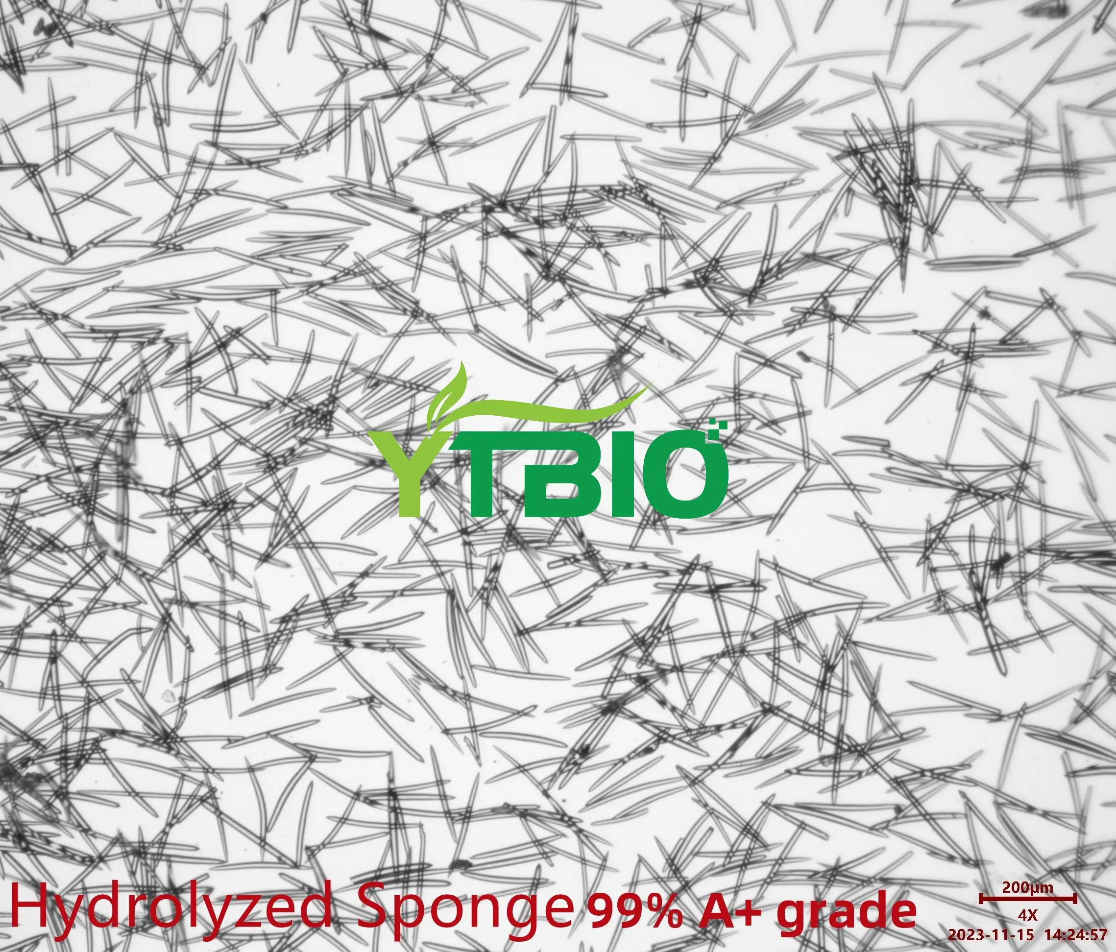 Sponge Spicules Sponge Spicules