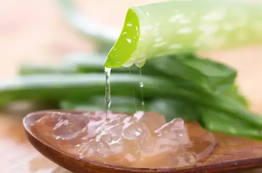 freeze-dried Aloe powder freeze-dried Aloe powder