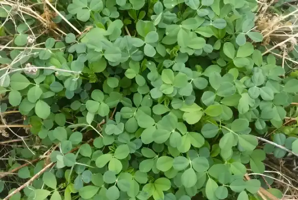 Alfalfa Grass Powder