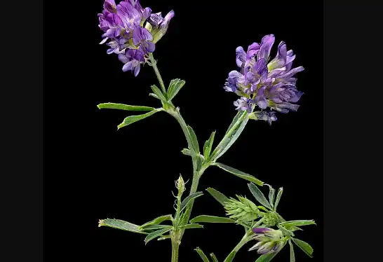Alfalfa Grass Powder Alfalfa Grass Powder