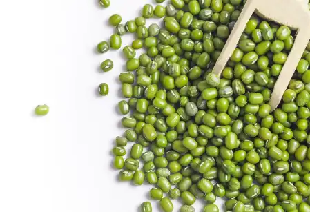 mung bean starch