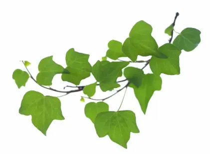 Dried Ivy Extract