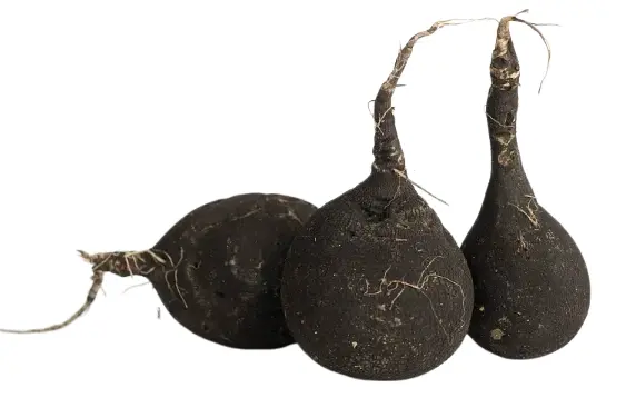 Black Radish Extract